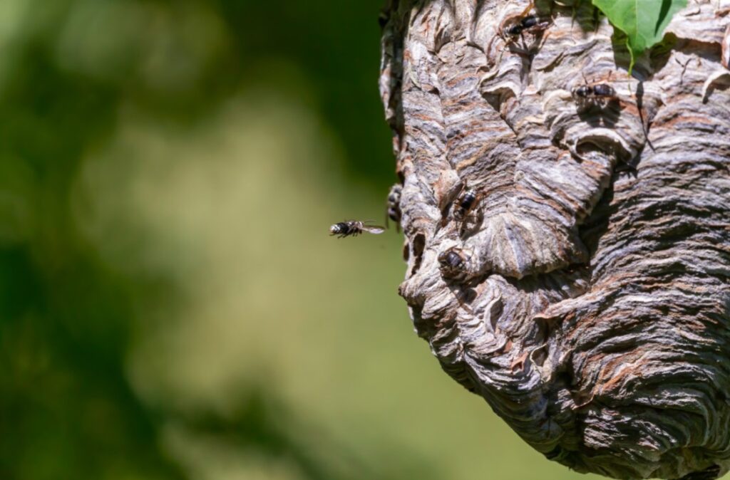 bald faced hornets nj