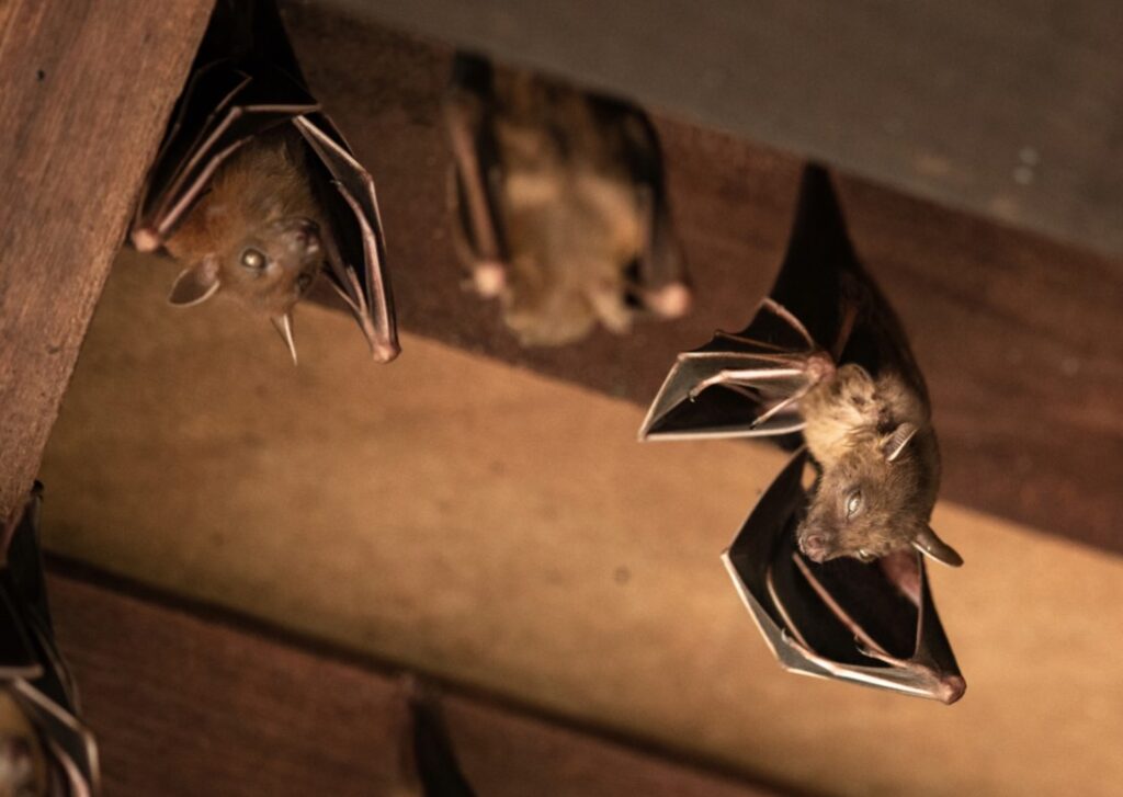 bat pest control in new jersey