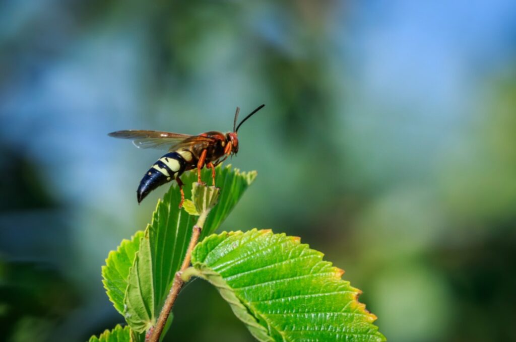 cicada killer wasps new jersey