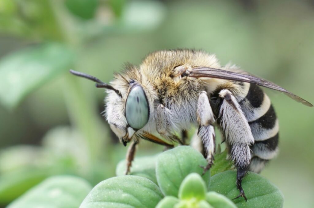 digger bees nj