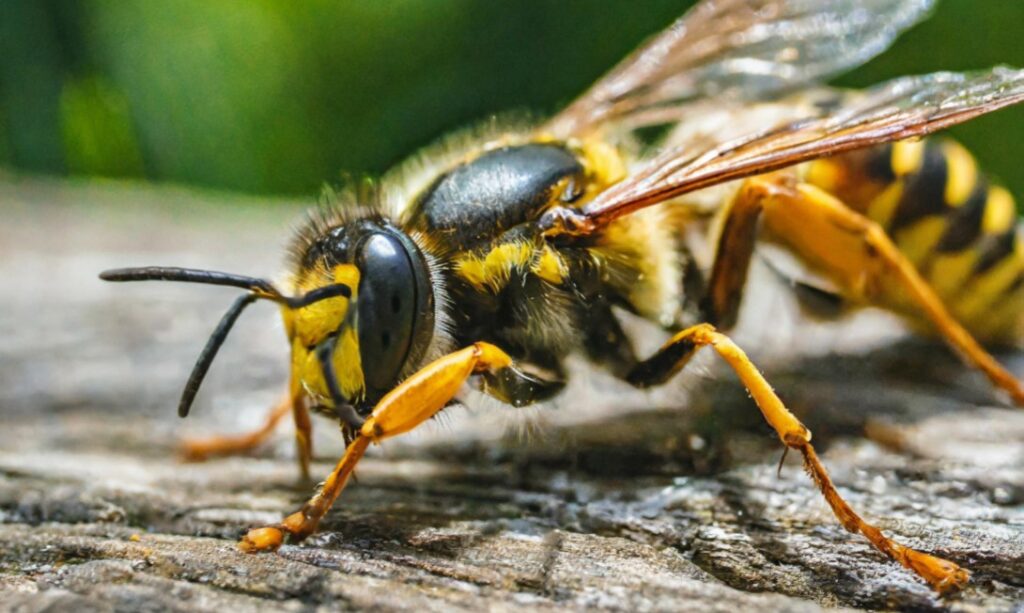 stinging yellow jackets nj