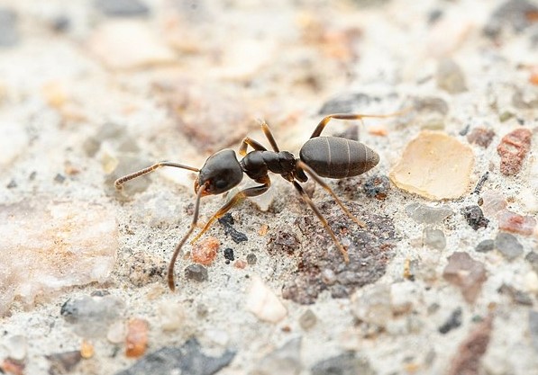 Odorous House Ant pest control new jersey