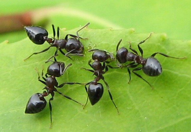 acrobat ants new jersey pest control