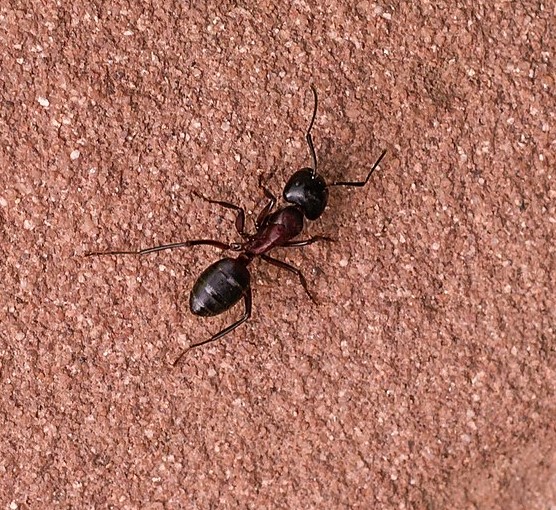 carpenter ant pest control new jersey