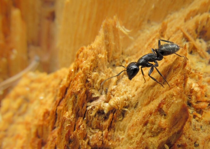 pest control for ant extermination in New Jersey