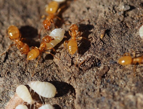 citronella ants exterminator new jersey