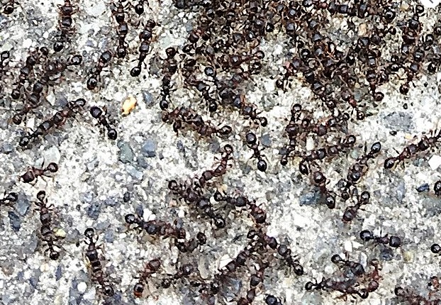 pavement ants exterminator new jersey