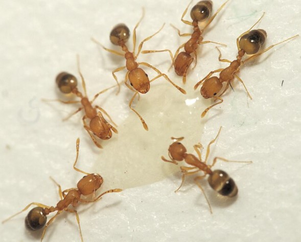 pharaoh ants pest control nj