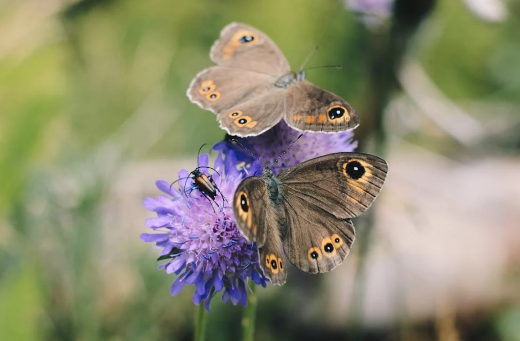 pollinators not pests in new jersey