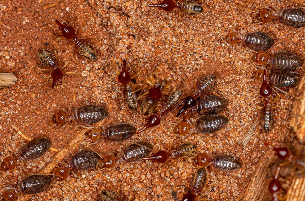 termite control in nj
stop termites
ongoing monitoring
structural damage
other pests
effective solutions