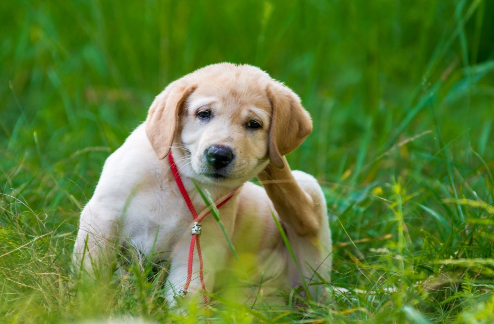 pest control for fleas in New Jersey
Burlington County New Jersey
fleas dangerous