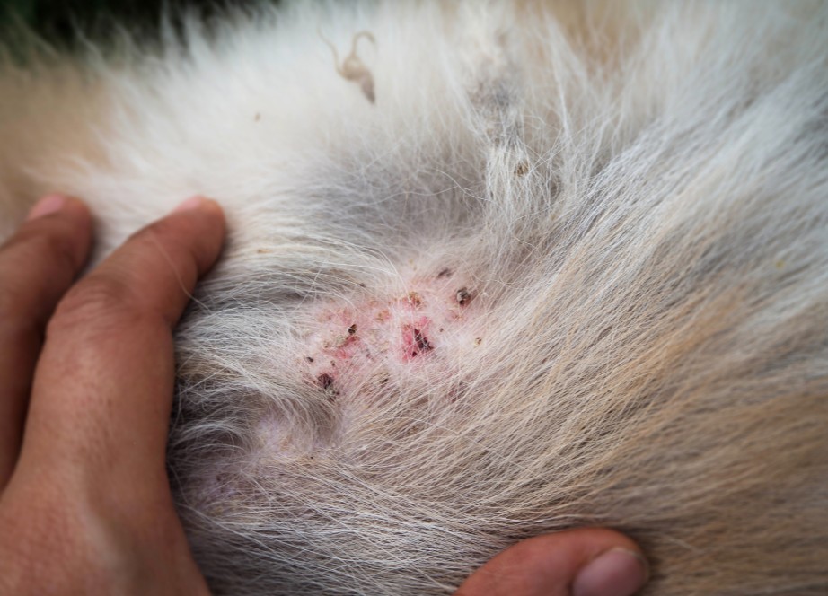flea dirt and signs of infestation that needs flea pest control in new jersey