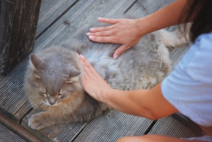 pest control for fleas in New Jersey
Burlington County New Jersey
fleas dangerous