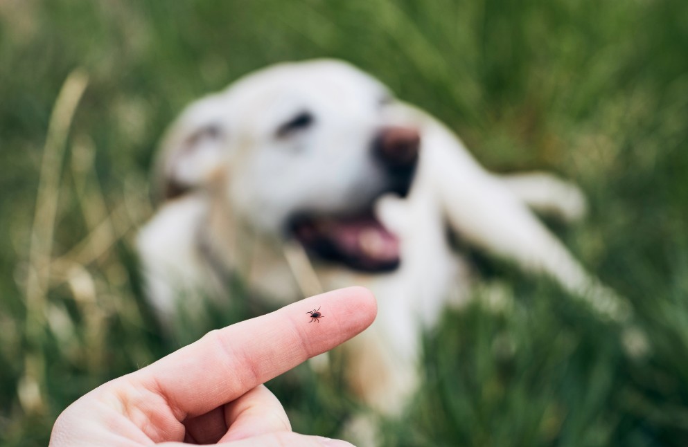 tick pest control services new jersey