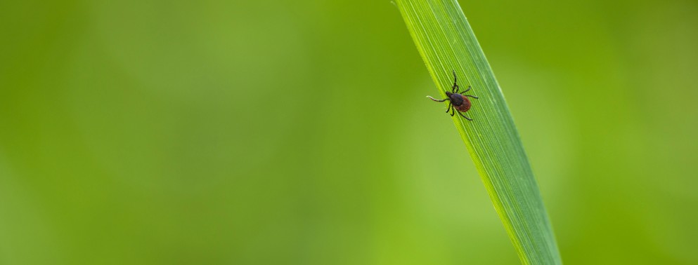 tick exterminator new jersey