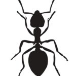 pest control for ants in Delran Township New Jersey