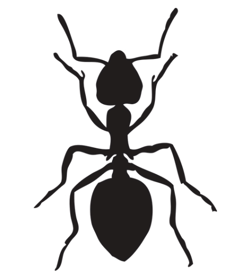 pest control for ants in Cinnaminson Township New Jersey
