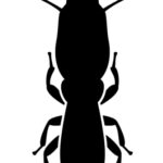 pest control for termites in Delran Township New Jersey