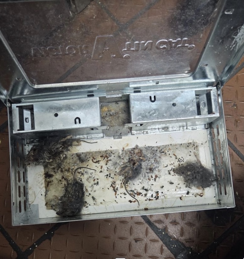 Image 10-21-25 at 12.01 PM restaurant full rodent trap NJ