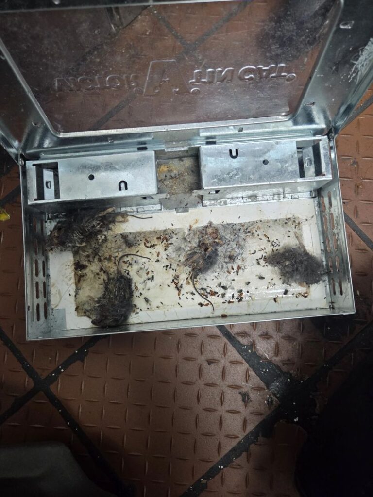 keep restaurants pest-free new jersey