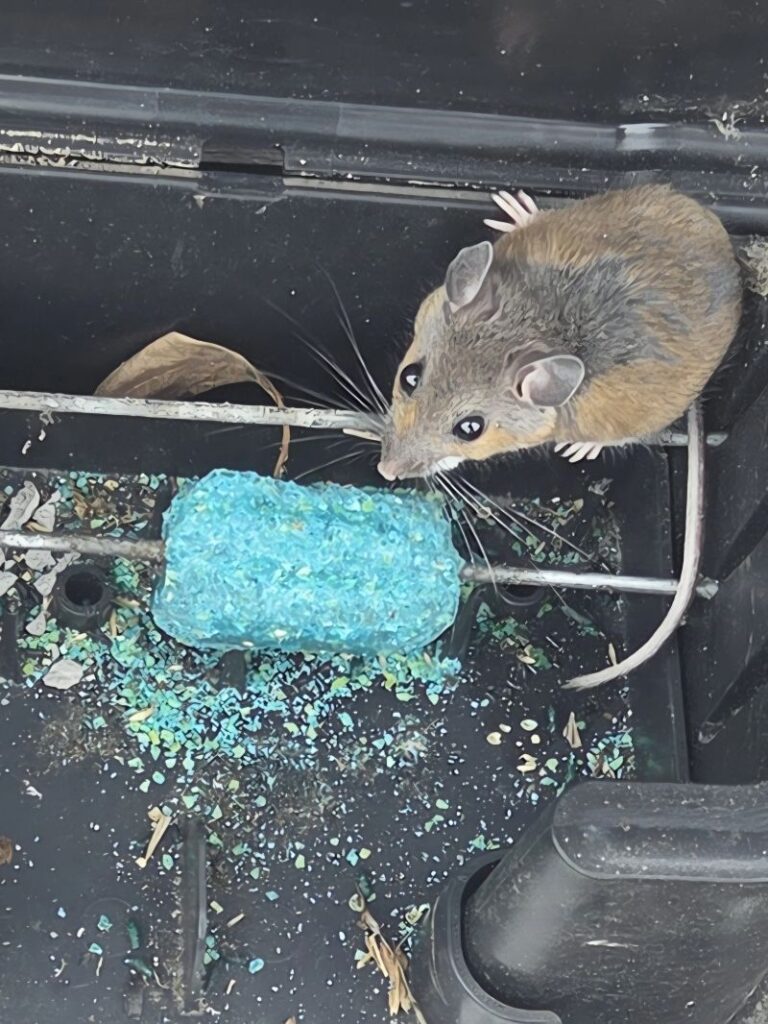 NJ commercial rodent and pest control