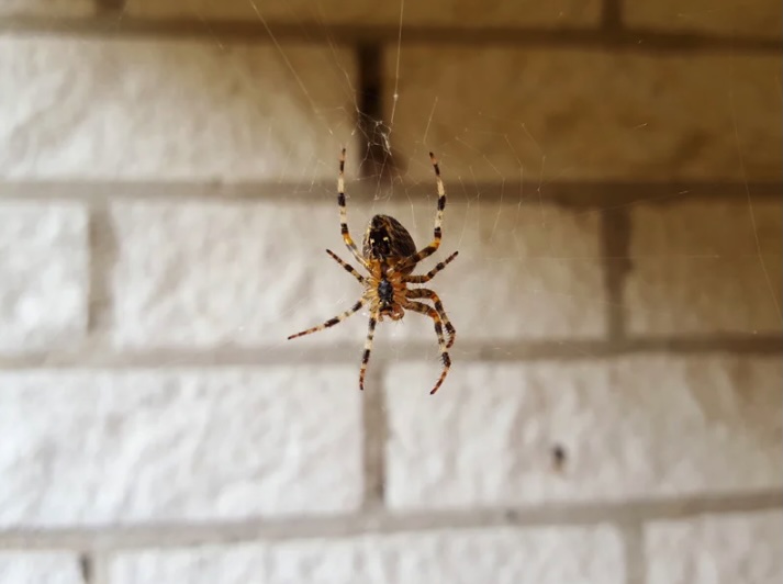 Close-up of an orb-weaver spider hanging upside down in its web against a light brick wall background.