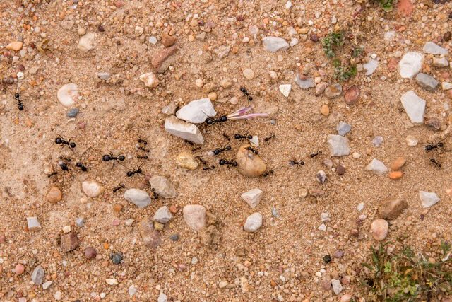 Ants traveling across sandy soil near an outdoor nest in Ocean County New Jersey, showing worker ants active in spring near a colony.