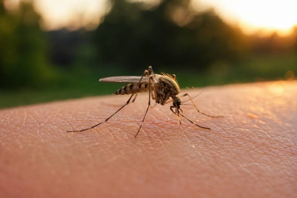 Close-up of a mosquito on skin representing West Nile virus risk in New Jersey