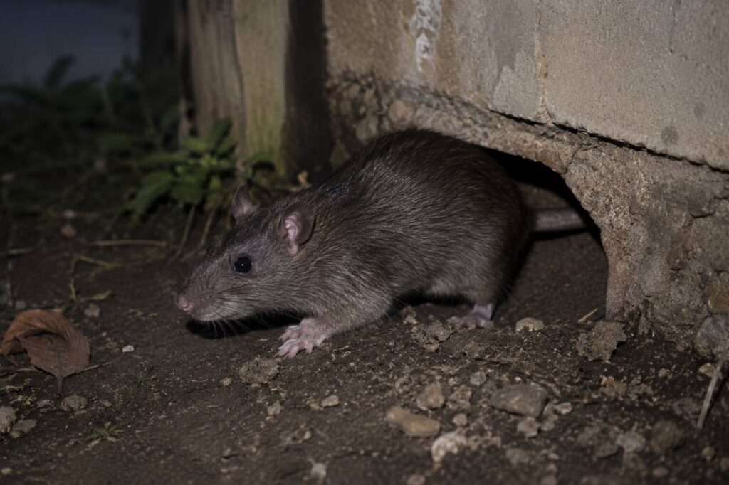 Norway rat emerging from a burrow near a home foundation in a suburban Ocean County New Jersey yard
