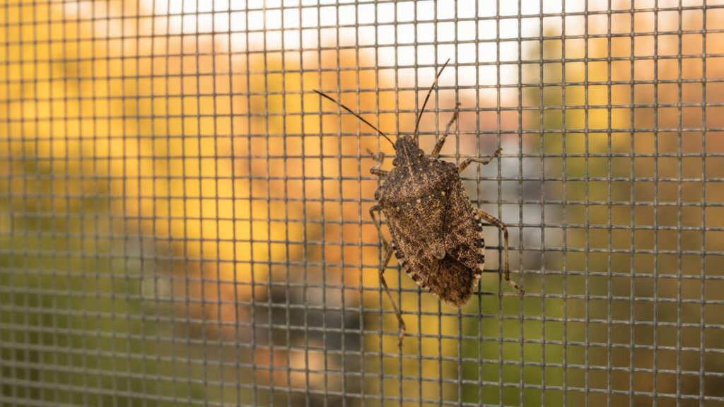 Brown marmorated stink bug resting on a window screen at a New Jersey home in fall